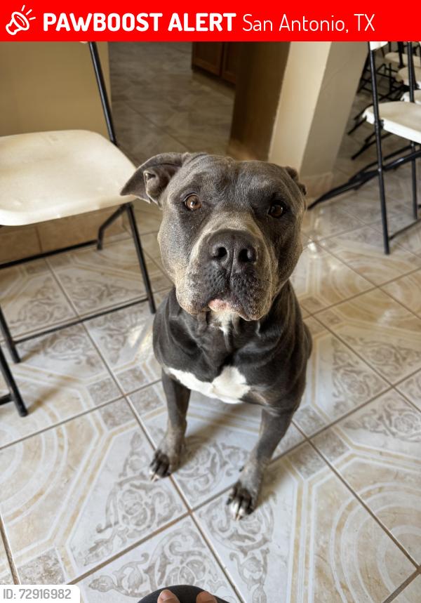 Lost Male Dog last seen Saratoga Dr, San Antonio, TX 78213