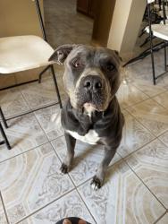 Lost Male Dog last seen Saratoga Dr, San Antonio, TX 78213