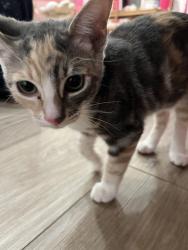 Lost Female Cat last seen Baytree way, Bakersfield, CA 93312