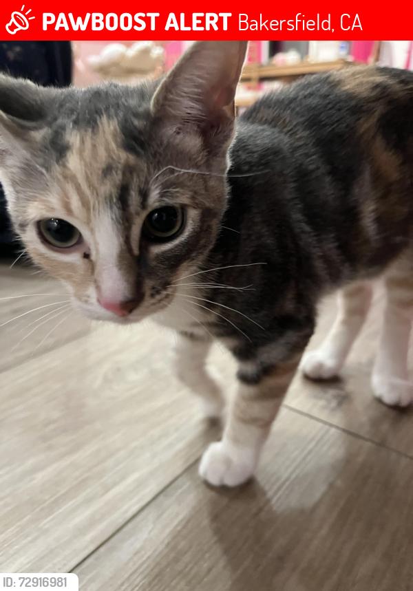 Lost Female Cat last seen Baytree way, Bakersfield, CA 93312
