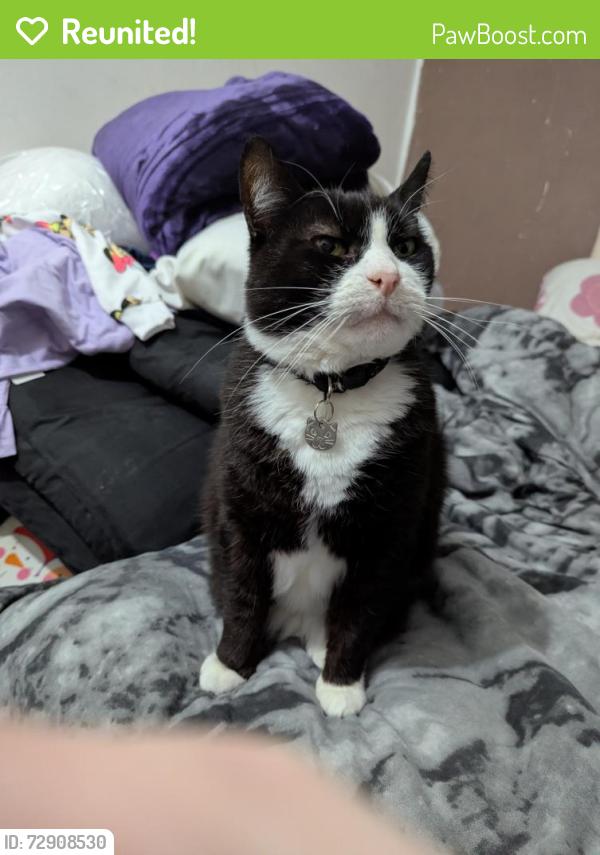 Reunited Male Cat last seen The hurstway and shepherds way , West Midlands, England B23 5XG