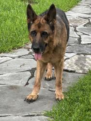 Reunited Female Dog last seen Granzin's Meat Market, Seguin, TX 78155