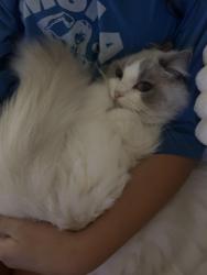 Lost Female Cat last seen Avalon Baker Ranch, lake forest ca 92630, Lake Forest, CA 92610