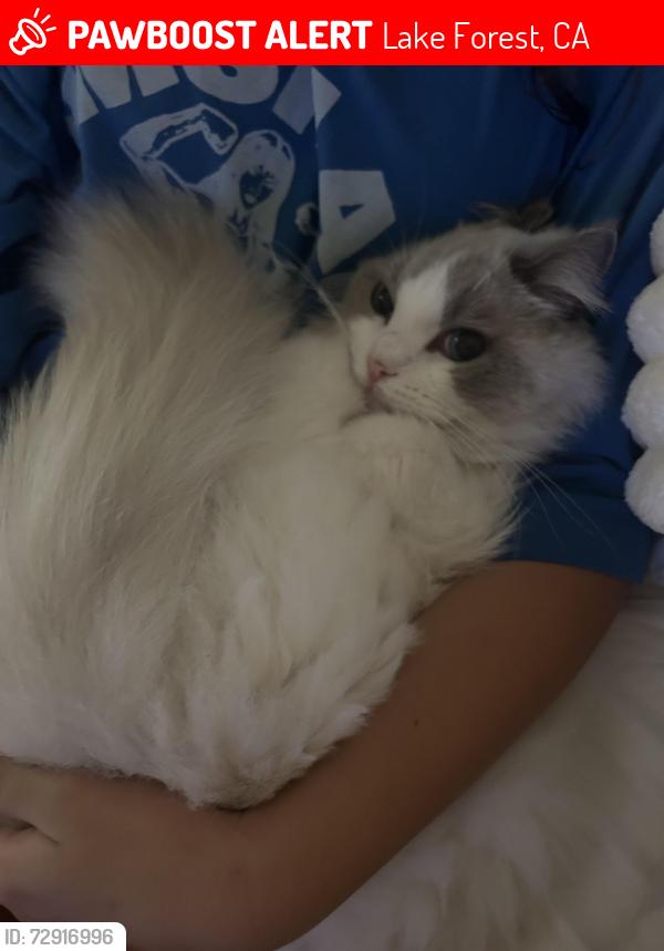 Lost Female Cat last seen Avalon Baker Ranch, lake forest ca 92630, Lake Forest, CA 92610