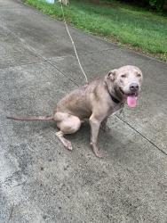 Reunited Male Dog last seen River Rd., Advance, NC 27006