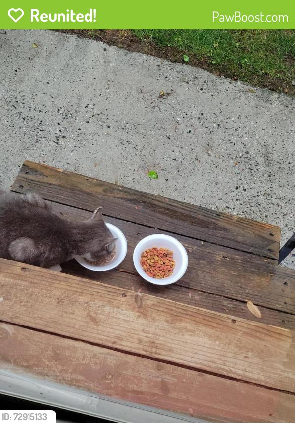 Reunited Male Cat last seen Amberhill and Beaconwood, Greensboro, NC 27455
