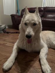 Reunited Female Dog last seen Seven Hills, Henderson, NV 89052