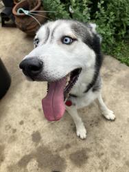 Found/Stray Male Dog last seen Basalt & Fossil Valley Dr. , Fort Worth, TX 76131