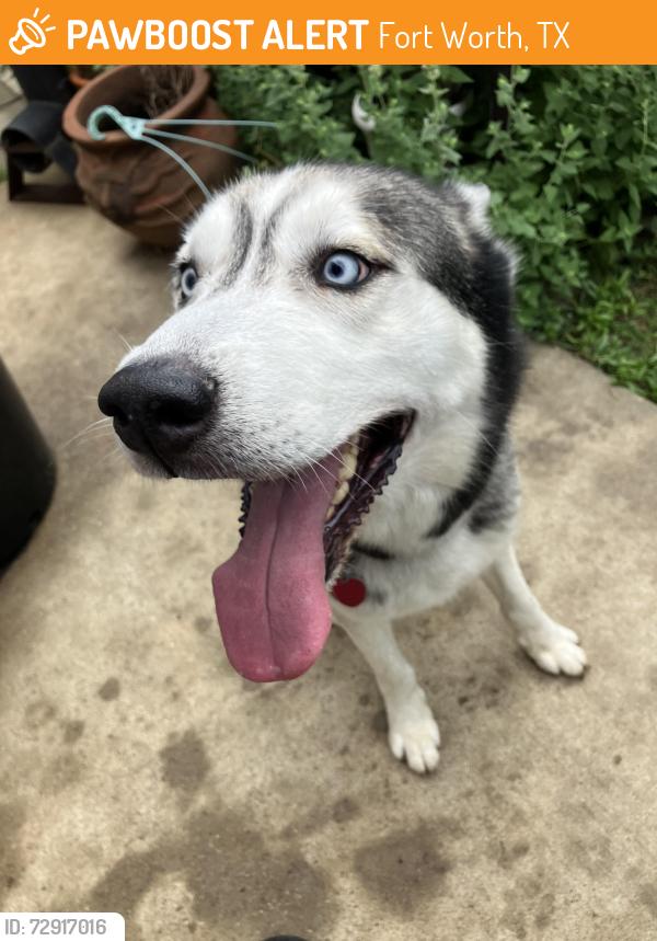 Found/Stray Male Dog last seen Basalt & Fossil Valley Dr. , Fort Worth, TX 76131