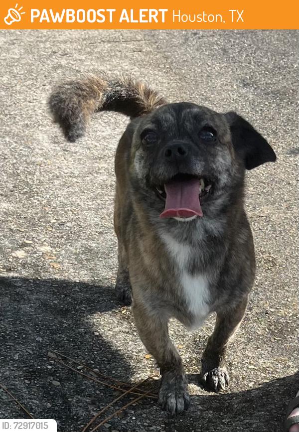 Found/Stray Female Dog last seen Westheimer and highway 6, Houston, TX 77082