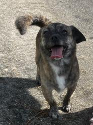 Found/Stray Female Dog last seen Westheimer and highway 6, Houston, TX 77082