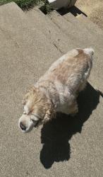 Reunited Male Dog last seen Tiffany park , Arlington , Arlington, TX 76016