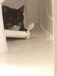 Reunited Male Cat last seen Images circle complex 192 / polonisian , Osceola County, FL 34746