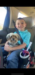 Lost Female Dog last seen 7th and Roosevelt , Lawton, OK 73501
