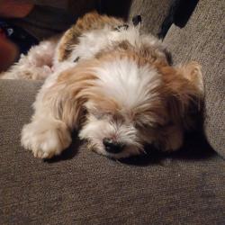 Reunited Male Dog last seen 99th & Leavenworth Road Kansas City, Kansas , Kansas City, KS 66109