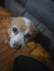 Lost Male Dog last seen Dual hollow road ,99, long branch road hohenwald, tn, Hohenwald, TN 38462