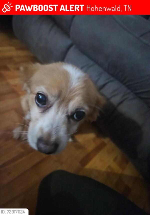 Lost Male Dog last seen Dual hollow road ,99, long branch road hohenwald, tn, Hohenwald, TN 38462