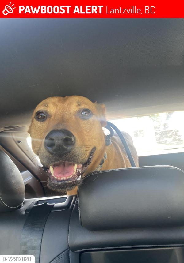Lost Male Dog last seen Island highway 19a, Lantzville, BC 