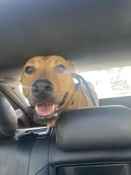 Lost Male Dog last seen Island highway 19a, Lantzville, BC 