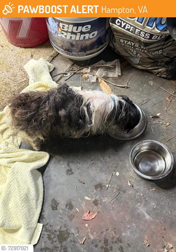 Found/Stray Female Dog last seen Gosnolds hope Park, Hampton, VA 23669
