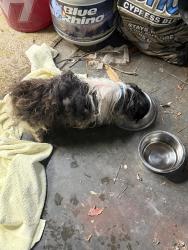 Found/Stray Female Dog last seen Gosnolds hope Park, Hampton, VA 23669