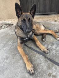Reunited Female Dog last seen Dodson st and Peck rd, El Monte, CA 91733