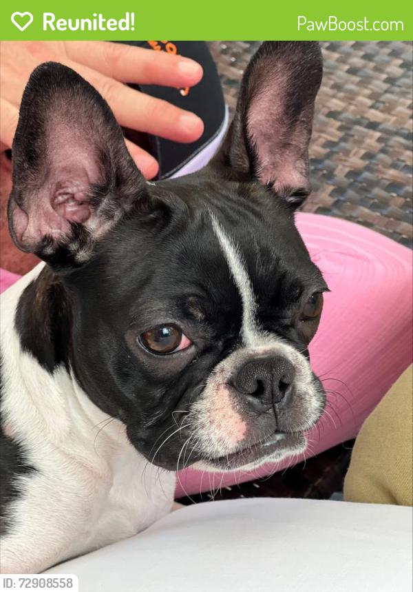 Reunited Female Dog last seen South Lake Forest Drive, Davie, FL 33328
