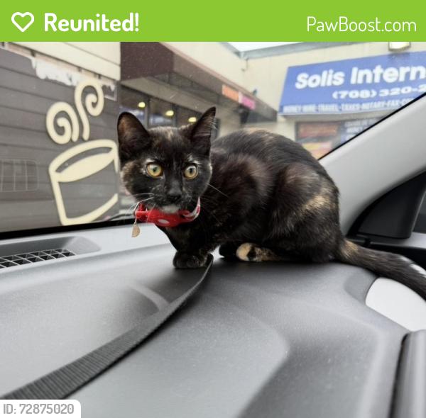 Reunited Female Cat last seen Laramie and School, Chicago, Chicago, IL 60641
