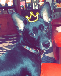 Lost Male Dog last seen Near Howell St Fort Wayne, IN  46808, Fort Wayne, IN 46808