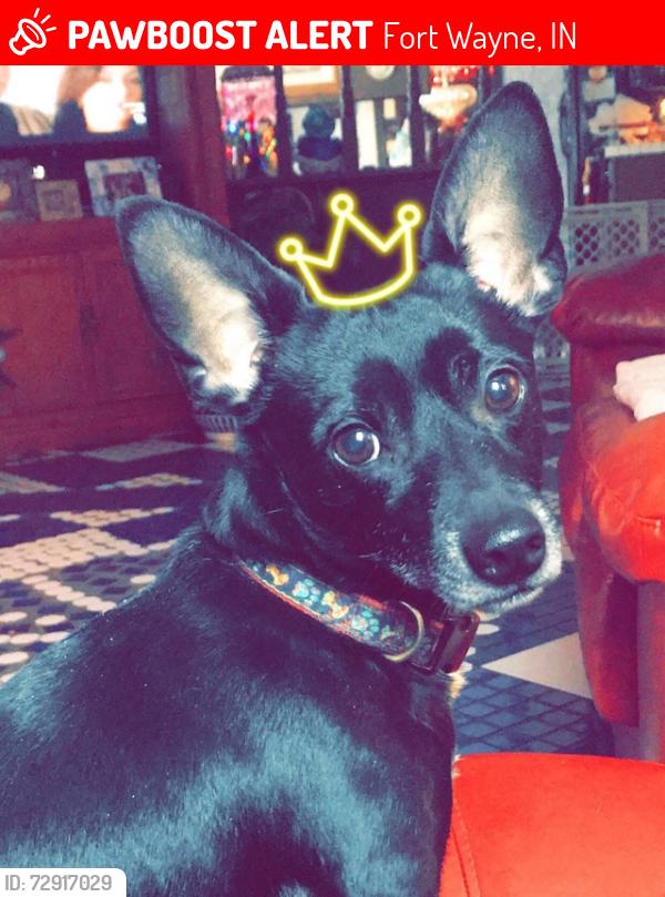 Lost Male Dog last seen Near Howell St Fort Wayne, IN  46808, Fort Wayne, IN 46808