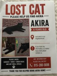 Lost Male Cat last seen Vista del Sol, El Paso, TX 79936