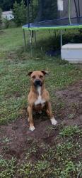 Reunited Male Dog last seen Greenwood rd , York County, SC 29730