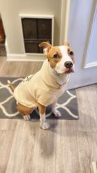 Reunited Female Dog last seen Murdock Ave, Queens, NY 11412