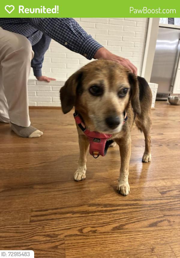 Reunited Female Dog last seen Chick Springs Rd , Greenville, SC 29609