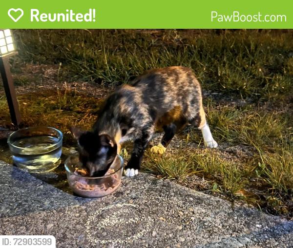 Reunited Male Cat last seen East Spencer field and North Spencer Field , Pace, FL 32571