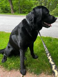 Reunited Male Dog last seen Near salisbury st Worcester MA, Worcester, MA 01609