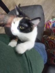 Lost Female Cat last seen Juanita, Glendora, CA 91740