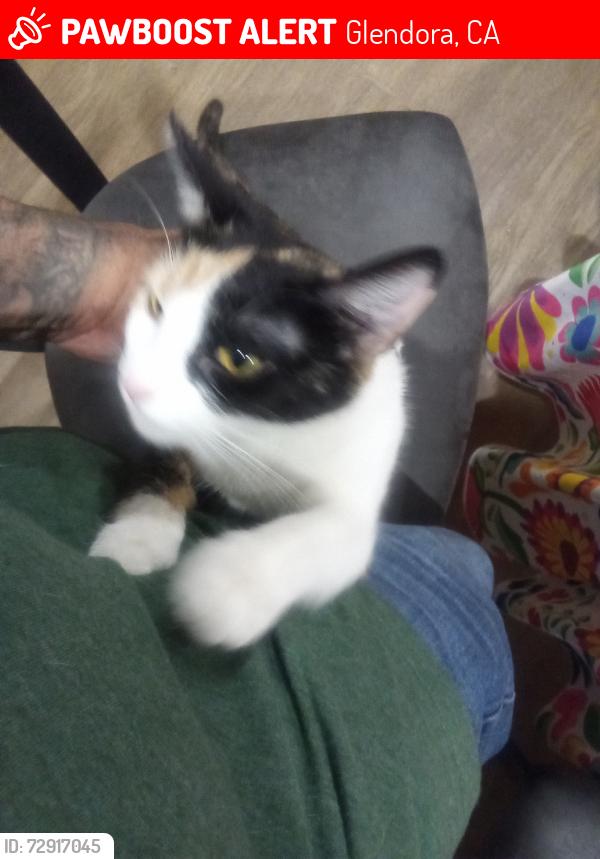 Lost Female Cat last seen Juanita, Glendora, CA 91740