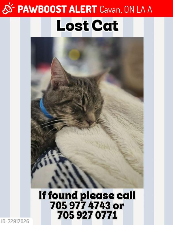 Lost Male Cat last seen Highway 7A and sunset drive, Cavan, ON L0A 1A0