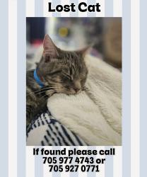 Lost Male Cat last seen Highway 7A and sunset drive, Cavan, ON L0A 1A0
