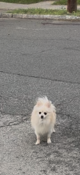 Found/Stray Unknown Dog last seen A couple blocks back from Sus Avenue , Morristown, NJ 07960