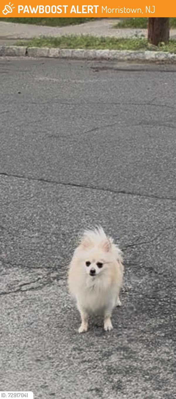 Found/Stray Unknown Dog last seen A couple blocks back from Sus Avenue , Morristown, NJ 07960