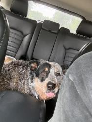 Reunited Female Dog last seen Sublet and Matlock, Arlington, TX 76002