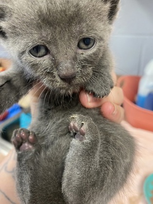 Shelter Stray Male Cat last seen Craven County, NC 28562, New Bern, NC 28562
