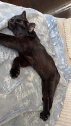 Lost Male Cat last seen Benz and zula, Cincinnati, OH 45238