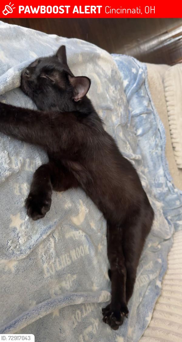 Lost Male Cat last seen Benz and zula, Cincinnati, OH 45238