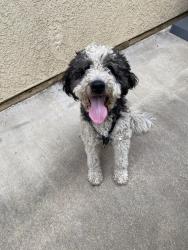 Reunited Unknown Dog last seen Dancy St and Klum Pl, Rowland Heights, CA 91748