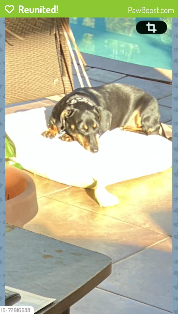 Reunited Female Dog last seen Junk blvd, Naples, FL 34120