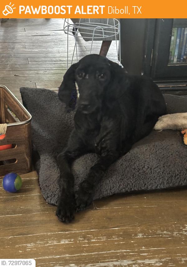 Found/Stray Female Dog last seen FM 304, Diboll, TX 75941