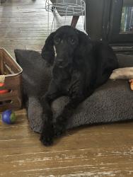 Found/Stray Female Dog last seen FM 304, Diboll, TX 75941